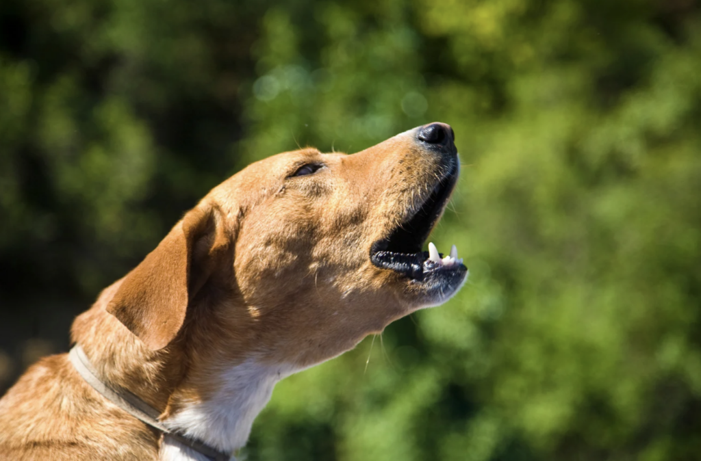 Dog Barking Loving Dog Training LLC Article